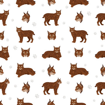 European wild cats. Iberian lynx seamless pattern. Vector illustration