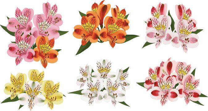 Colorful alstroemeria peruvian lily flower bouquet vector set featuring pink orange yellow white blossoms with green leaves