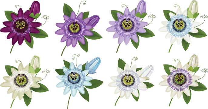 Vector illustration collection of passion flower bouquets in various colors including purple blue white and burgundy.