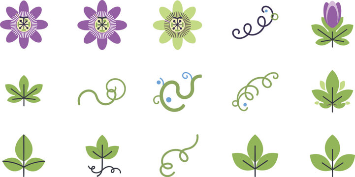 Minimalist passion flower vector icon set featuring simple passiflora blossoms purple buds leaves and spiral curly tendrils.