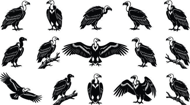 Vulture Bird Silhouette Collection with Flying, Standing and Perched Scavenger Wildlife Vector Illustration Set