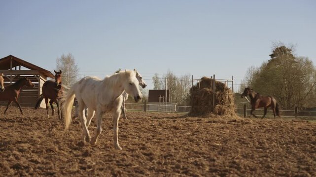 Magnificent white horse rearing on its hind legs and then leading a herd while galloping across a muddy paddock on a sunny day at a rural farm, filmed in beautiful slow motion. Slow motion, 4K