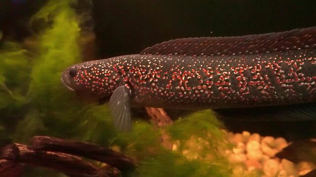 Close-up shot of a majestic snakehead fish with unique red and white speckled patterns swimming gracefully in a dark, planted aquarium