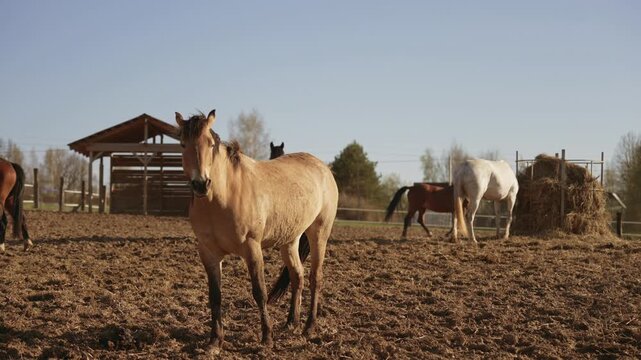 Graceful light brown horse standing in a muddy paddock and curiously looking around on a sunny day, with other horses eating hay and walking in the background of the rural farm landscape. Slow motion