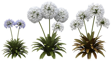 Obraz premium Three clusters of white ornamental onion flowers with green foliage ornamental botanical decoration isolated perennial herbaceous