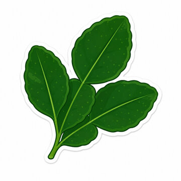 Kaffir Lime Leaves Isolated on White Background