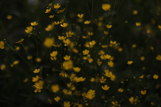 Wild flowers in a sunny day. Flower field in sunlight, spring or summer garden background. flowers meadow field in morning light. flowers in meadow on warm summer morning with blurred background.