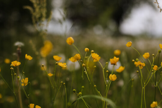 Wild flowers in a sunny day. Flower field in sunlight, spring or summer garden background. flowers meadow field in morning light. flowers in meadow on warm summer morning with blurred background.
