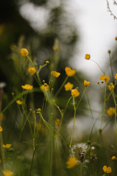 Wild flowers in a sunny day. Flower field in sunlight, spring or summer garden background. flowers meadow field in morning light. flowers in meadow on warm summer morning with blurred background.