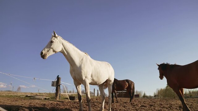 Graceful white horse standing majestically in a paddock on a sunny day with other horses grazing nearby, shot from a low angle against a clear blue sky in a rustic country setting. Slow motion, 4K