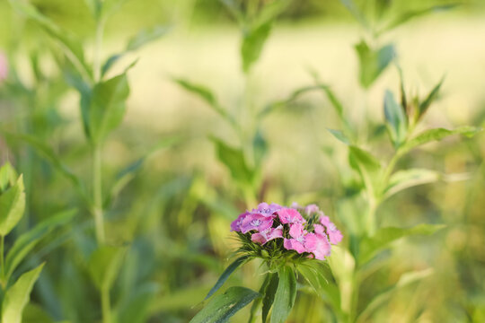 Wild flowers in a sunny day. Flower field in sunlight, spring or summer garden background. flowers meadow field in morning light. flowers in meadow on warm summer morning with blurred background.
