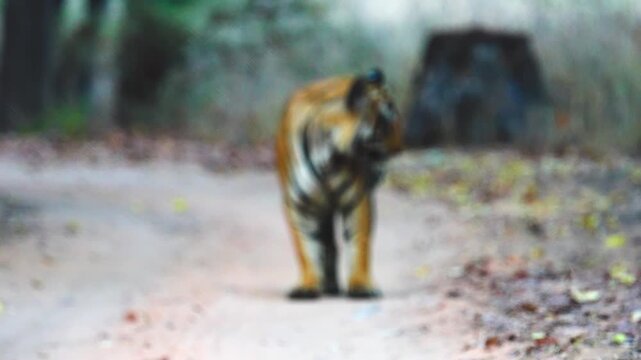 Striped tiger fades into forest mist, disappearing into shadowy wilderness