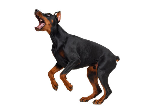 Isolated Doberman Pinscher dog barking aggressively, standing on hind legs with an open mouth.