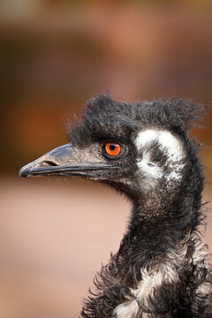 close up of an ostrich