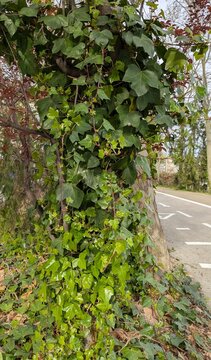 Fondo con hojas y ramas de hiedra (Hedera helix) trepando por un tronco de &aacute;rbol, al lado de un camino en jard&iacute;n de parque p&uacute;blico