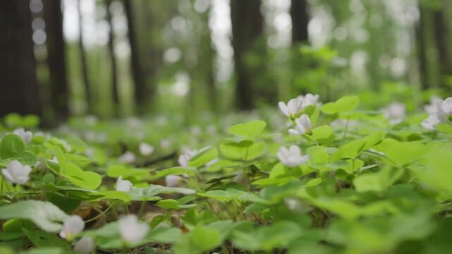 Beautiful low angle dolly shot capturing a vibrant green carpet of wood sorrel, oxalis acetosella, with its delicate white flowers blooming on the forest floor during springtime