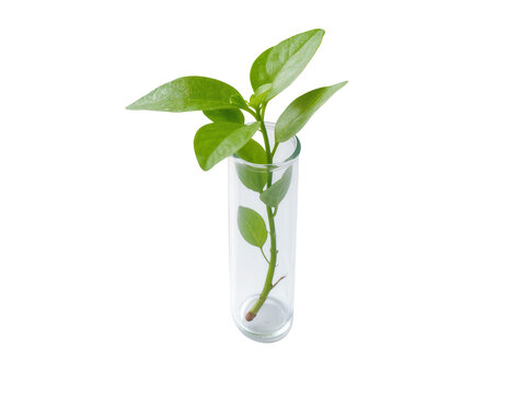 Isolated lush green plant cutting with fresh leaves growing in a clear glass laboratory test tube.