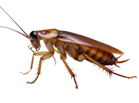 Isolated brown common cockroach insect, a household pest, in detailed side profile view