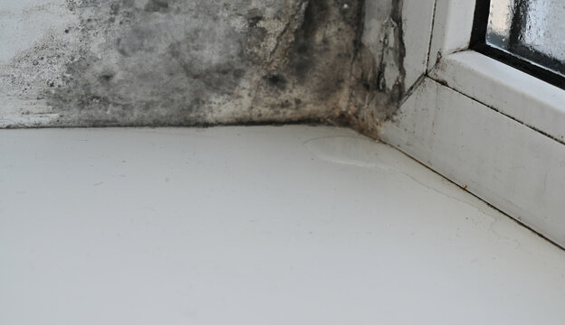  Black mold grows on white window frame in apartment. Toxic fungus spreads along wall surface because of high humidity. Dangerous mold damage requires professional home remediation service.