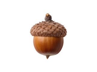 Isolated ripe brown acorn with textured cap, a single natural seed of an oak tree © David