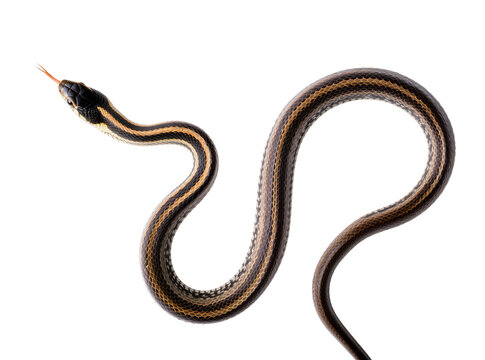 Isolated slender garter snake with its tongue out, showcasing intricate scales and stripes