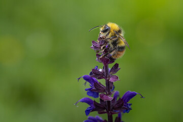 Bourdon sur une fleur © Laurent
