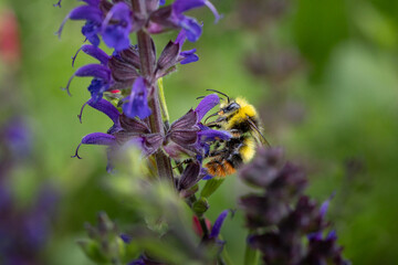 Bourdon des champs © Laurent