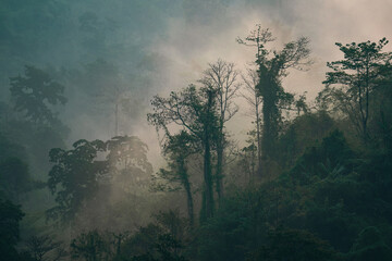 Fototapeta premium World Environment Day and Earth Day eco concept, misty forest tropical woodland dense tree fog sunrise light landscape nature green mountain canopy wilderness rainforest woodland haze silhouette