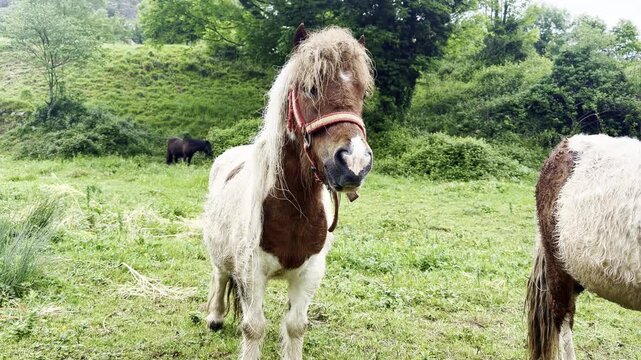 Brown and white ponies in a lush green field