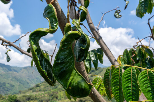 Colombia, fruits of an Inga Edulis tree, known as Ice-cream Bean tree.