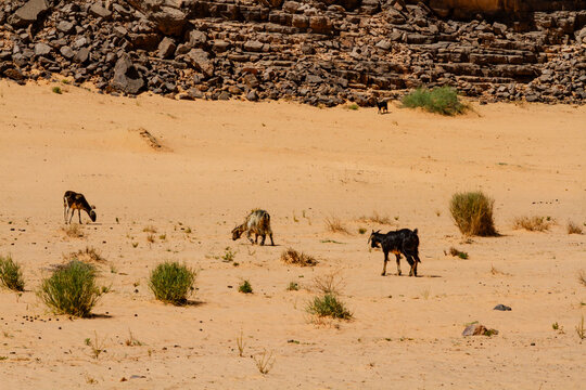 A small flock of goats grazing in the desert. Sahara desert. Tassili N'Ajjer National Park. Algeria, Africa