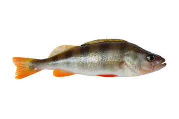 Isolated European perch fish with vibrant orange fins, fresh raw river fish ready to cook © Vincent