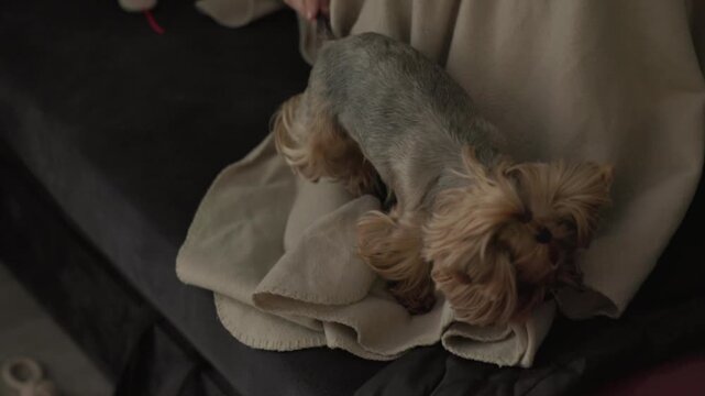 A home video featuring a cute Yorkshire Terrier. The dog jumps up onto the couch next to its owner. 