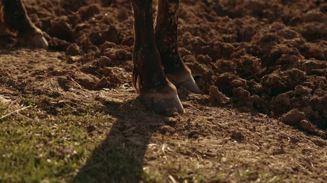 Close up view of a strong workhorse's hooves standing on fertile plowed soil in a farm field, symbolizing strength, agriculture, and rural life in the countryside during a sunny day. Slow motion, 4K