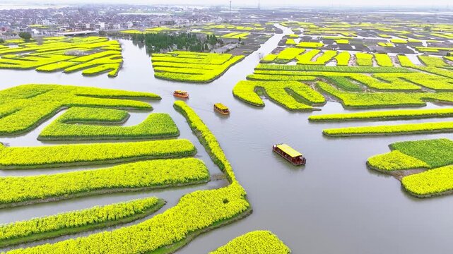 Boats Through Yellow Rapeseed Fields in Xinghua Jiangsu China