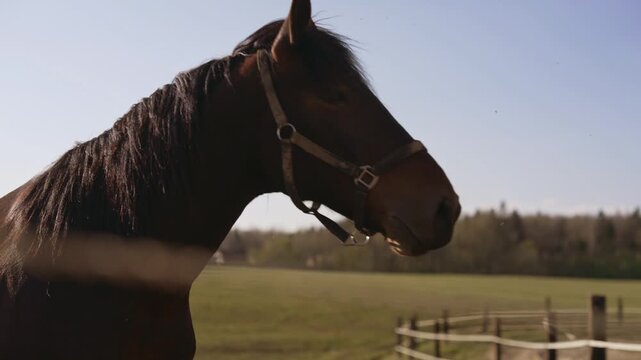 Majestic brown horse shaking its head in a grassy pasture on a sunny day. The graceful animal's long mane flows beautifully in slow motion, highlighting its strength and freedom in nature