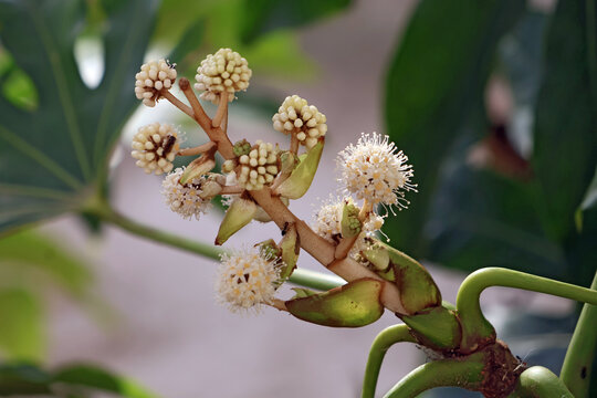 Fleur de l aralia