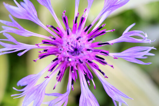 fleur de centaur&eacute;e