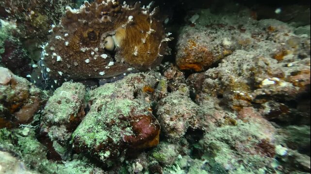 Octopus camouflaged among coral in the northern Maldives