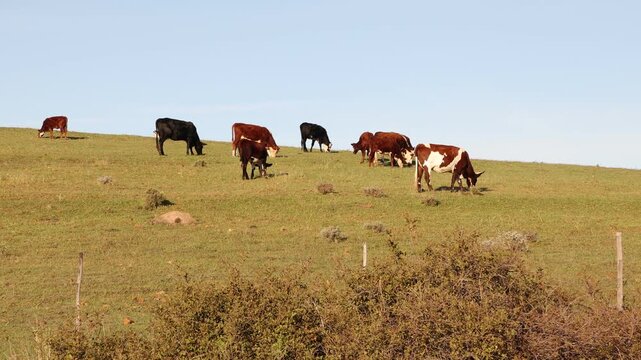 Cows grazing in a field, Stanford, South
Africa