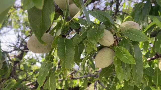 Ripening almond fruits on a branch of almond tree in the orchard of Tenerife, Canary Islands, Spain, close up,4K.	