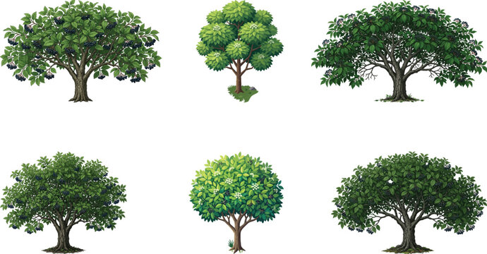 Elderberry Tree Vector Set &ndash; Botanical Berry Trees & Natural Plant Illustrations