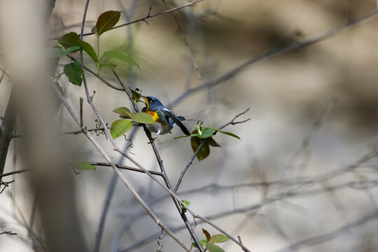 Paruline &agrave; collier, Parula americana, Qu&eacute;bec, Canada	

