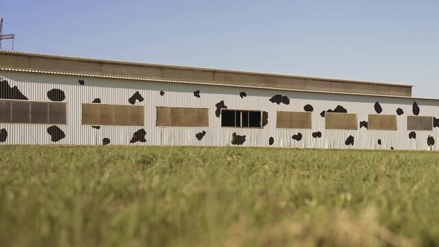 Low angle tracking shot reveals a large, modern barn with walls painted like a dairy cow's spotted hide, set against a green meadow and a clear blue sky on a sunny summer day. Slow motion, 4K