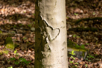 Fototapeta premium Heart shape carved into tree trunk bark