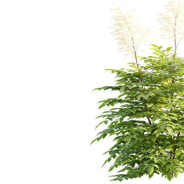 Isolated green bush featuring tall white plume flowers on a black background, perfect for digital masking and landscape visualization postproduction