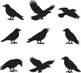 Fototapeta premium Vector, isolated black silhouette bird, crow collection