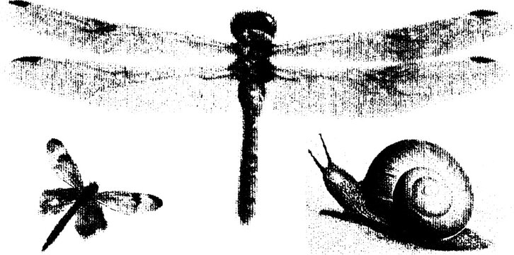 Dragonfly and snail illustrations in black and white. Detailed vector art in a set showcasing biology and nature themes.