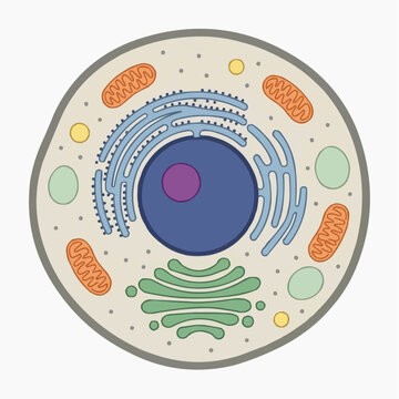 Diagram of an animal cell showing nucleus endoplasmic reticulum mitochondria and golgi apparatus