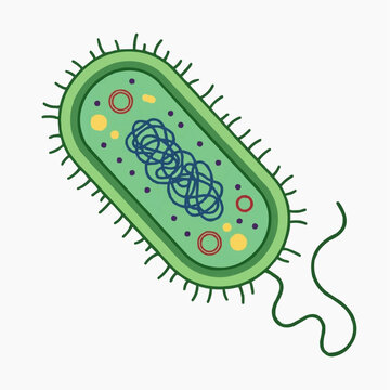 Illustration of a single bacterium cell showing internal structures and flagellum